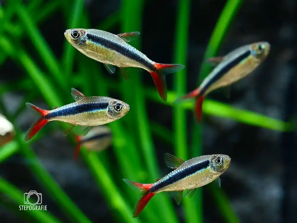 Rotflossen-Schrägschwimmer / Schrägsteher (Thayeria spec. Red Fin Teles Pires) Ausverkauf